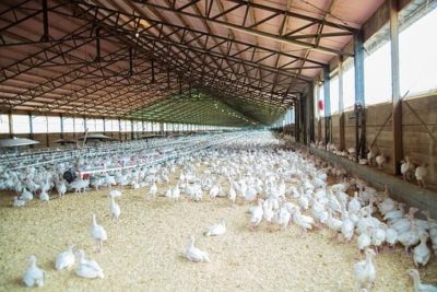 Breeding of Broilers in a Poultry Farm