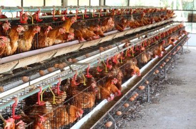 secrets in poultry farming investments: Old Layers in a poultry farm